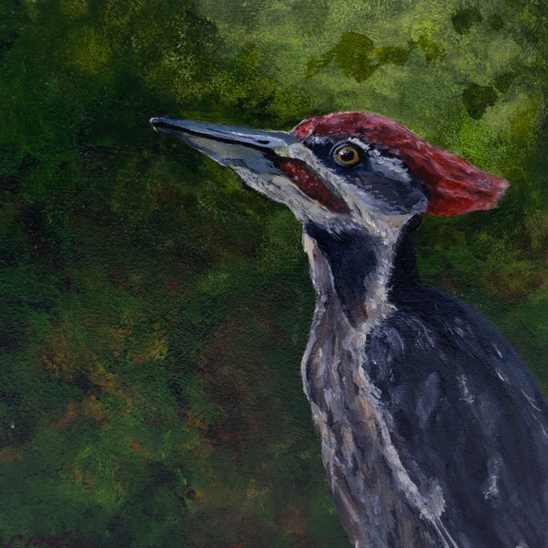 Pileated in Pause
