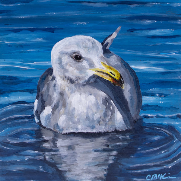 Glamour Gull